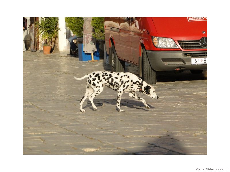 Havr, Dalmatia - Dalmatian Dog in the Town Square
