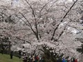 High Park Cherry Blossoms, Toronto