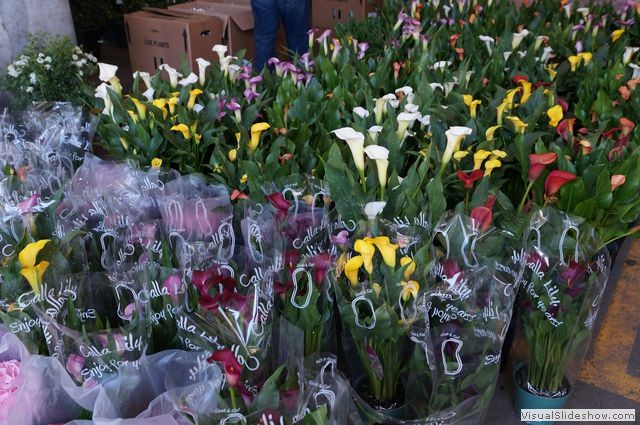 Calla Lilies at Taste of the Food Terminal