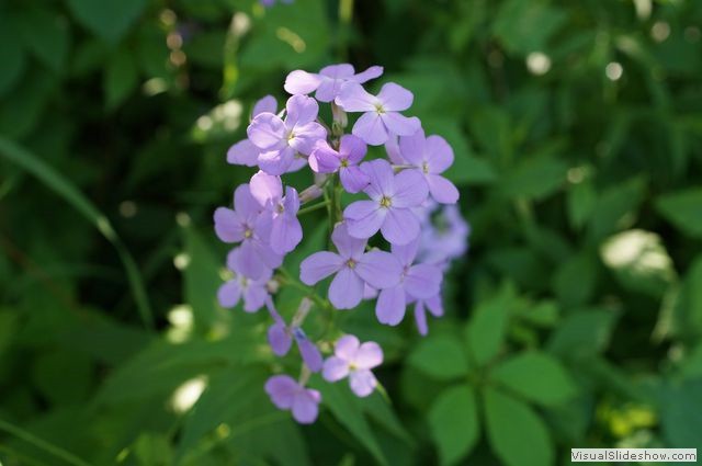 Flowers at McNab Park, Norval 2.JPG