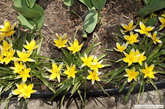 Front Garden Pictures 2