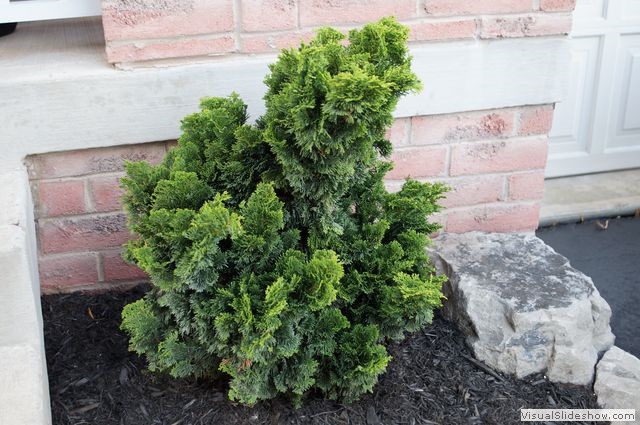 New Front Entrance Trees