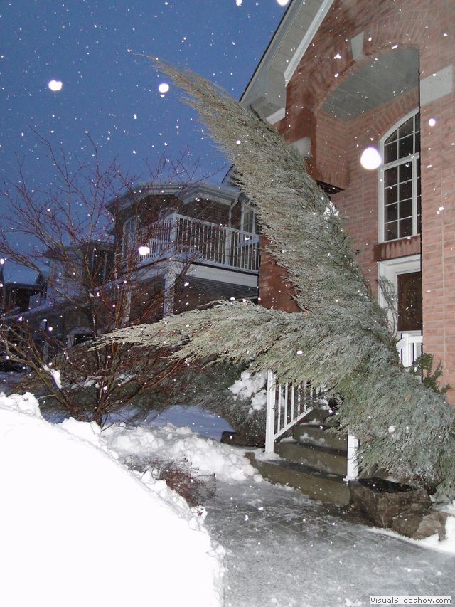Tree Bent by Weight of Snow