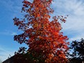 Maple in Fall with Late Afternoon Sun