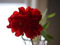 Red Geranium Bud
