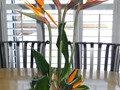 Valentines Day Bird of Paradise