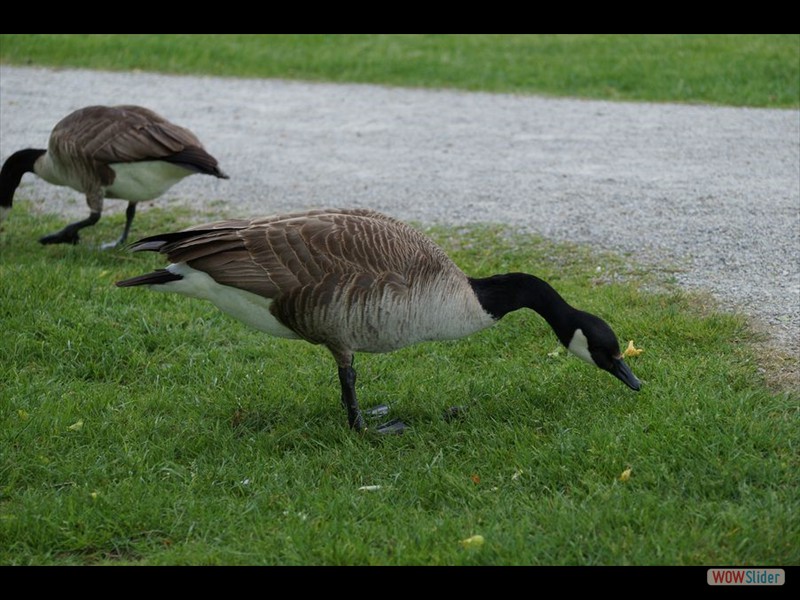 Canada Geese