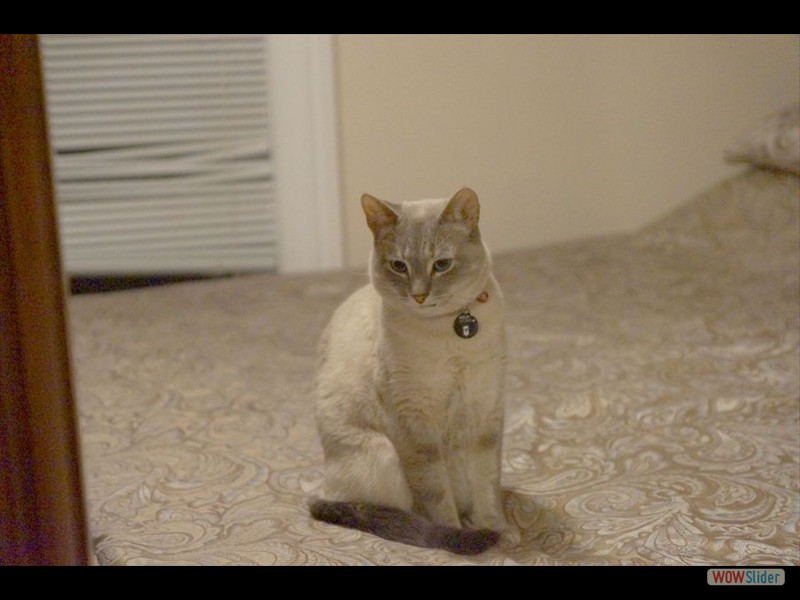 Cat on Bed 1