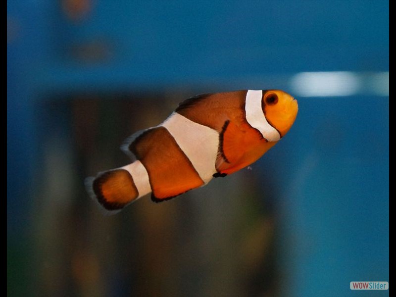 Clown Fish