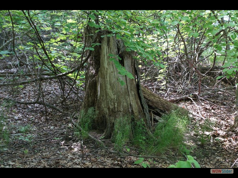 Cootes Paradise, Burlington 09