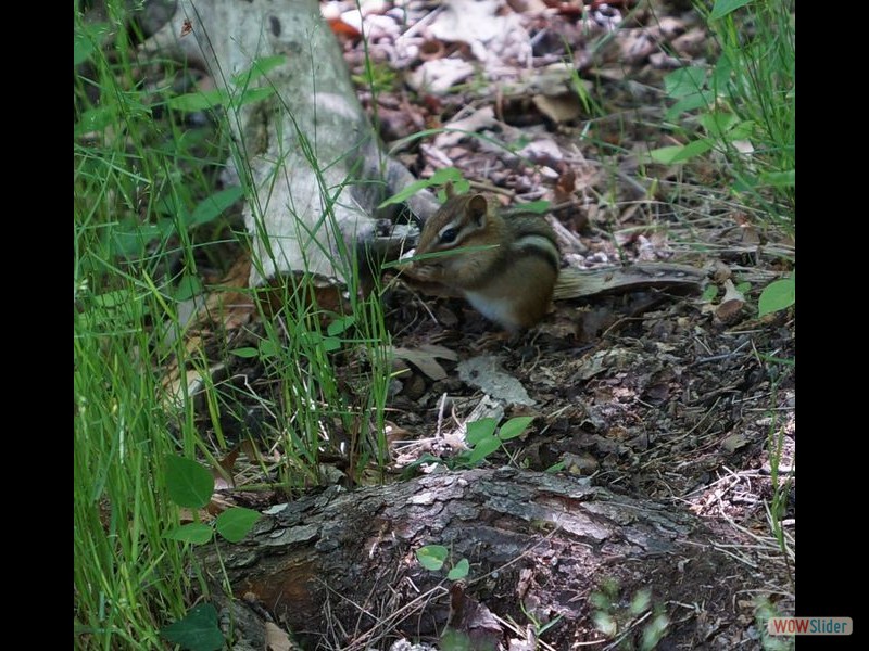 Cootes Paradise, Burlington - Chipmunk