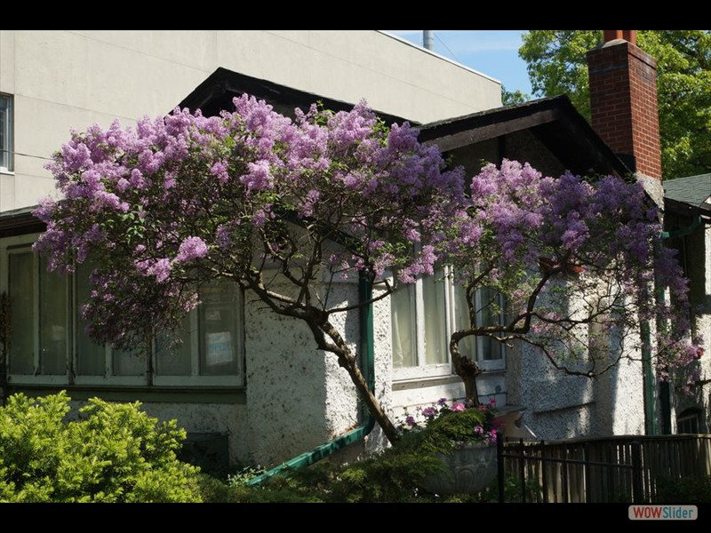 Lilac Tree by the Beaches