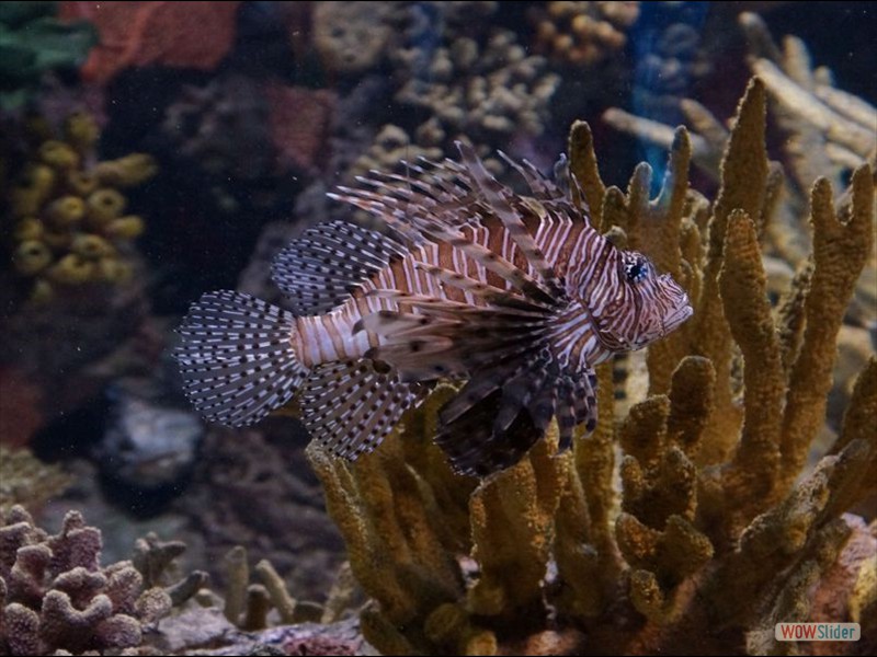 Lion Fish