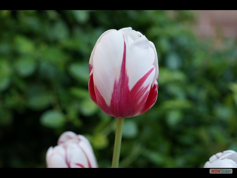 Canada 150 Tulip