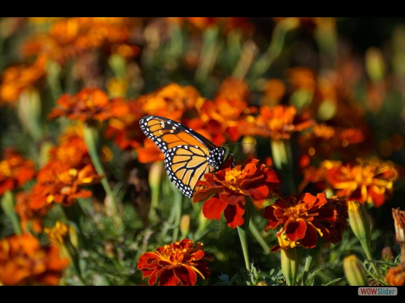 Chinguacousy Park- Monarch Butterfly