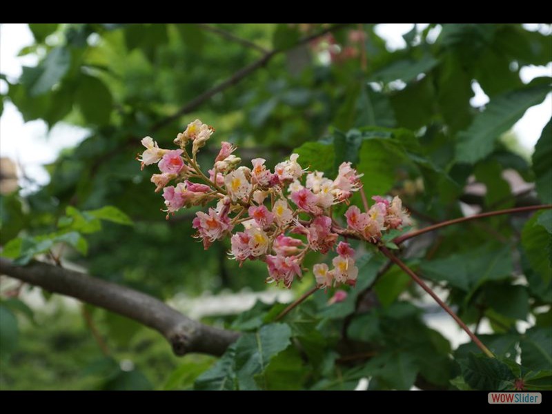 Tree Blossoms