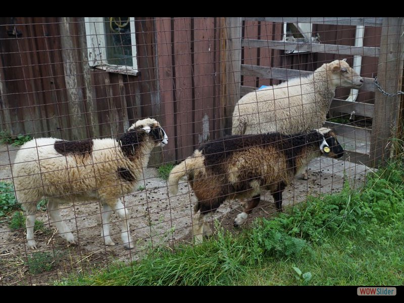 Woody, Pearl and Prince Hairy