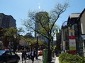 Yorkville 4