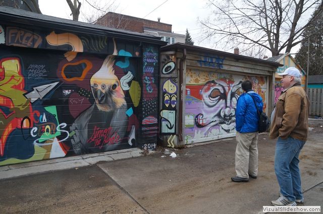 Parrot Graffiti near the Kensington Market