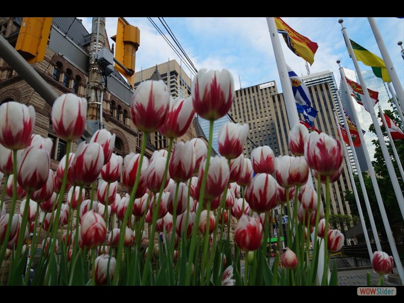 Canada 150 Tulip 01