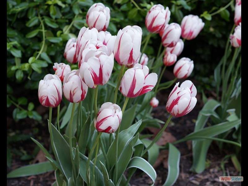 Canada 150 Tulip 02