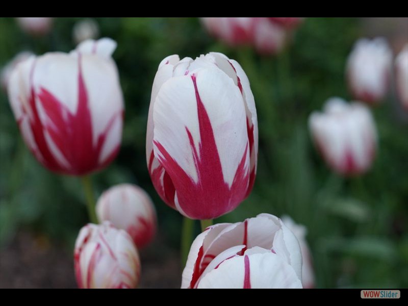 Canada 150 Tulip 03