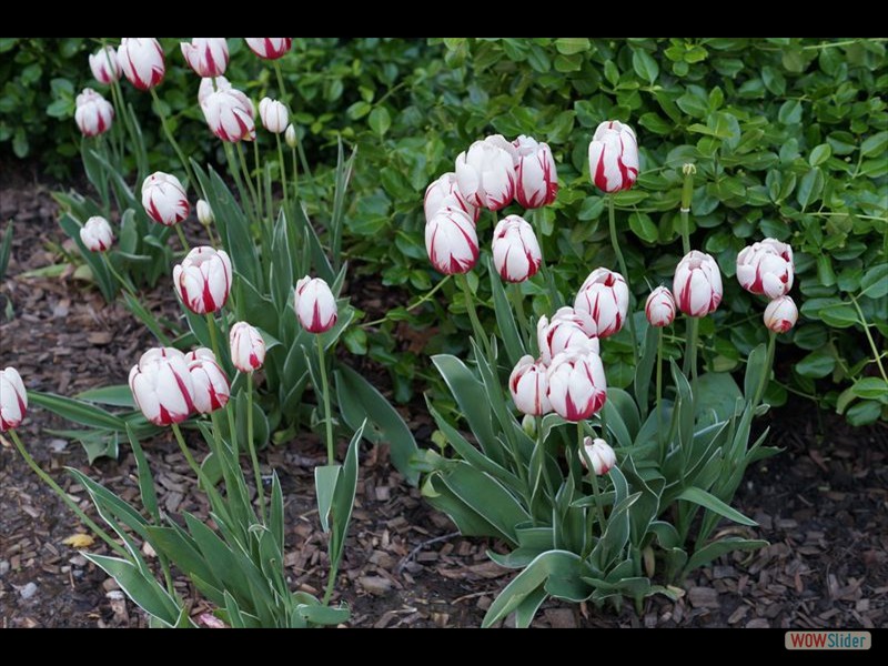 Canada 150 Tulip 05