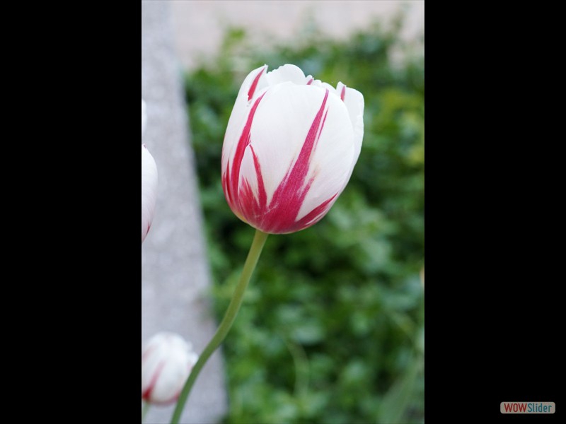 Canada 150 Tulip 06