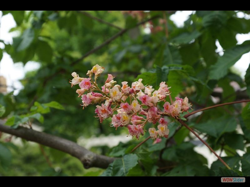 Tree Blossoms 01