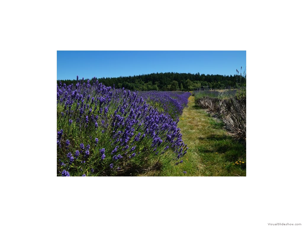 Lavender Farm, San Juan Island