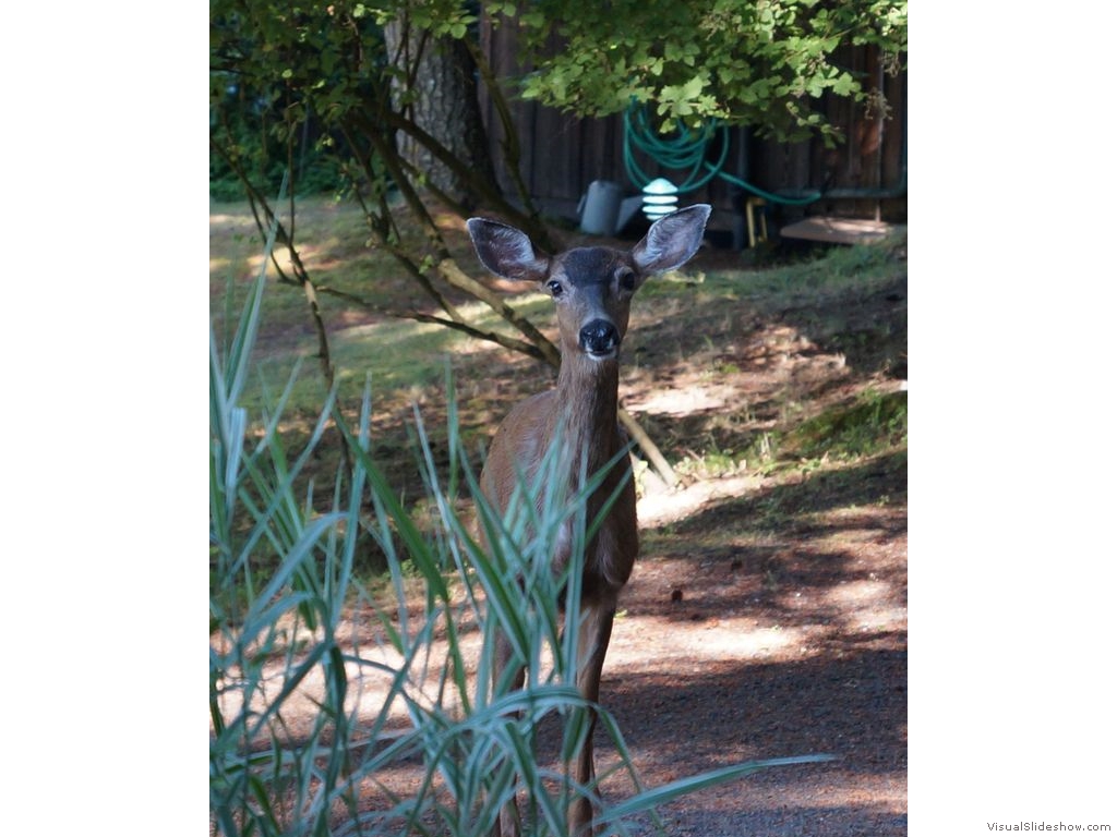 Longhouse Bed and Breakfast - Deer