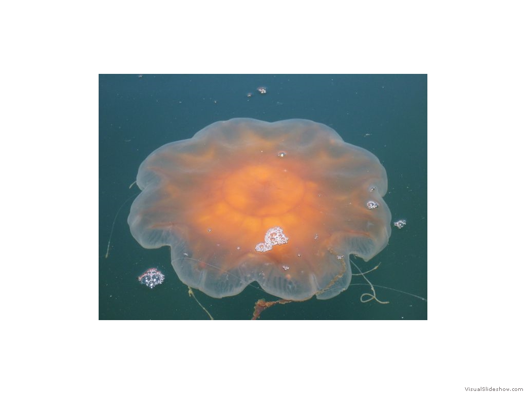 San Juan Island -  Giant Jellyfish