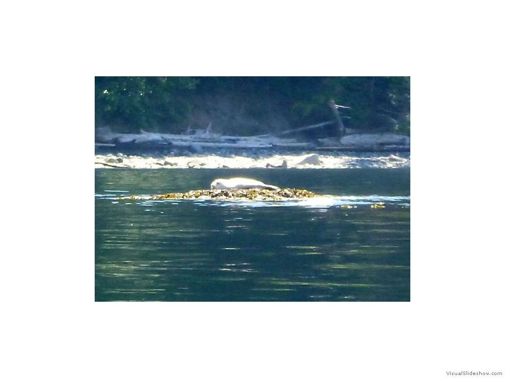 San Juan Island - Baby Seal Sunbathing