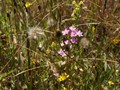 American Camp, San Juan Island - Flowers in the Prairie Grass