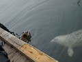Harbour Seals at Victoria Fishermans Wharf