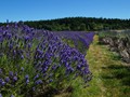 Lavender Farm, San Juan Island