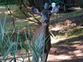 Longhouse Bed and Breakfast - Deer