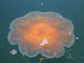 San Juan Island -  Giant Jellyfish