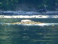 San Juan Island - Baby Seal Sunbathing