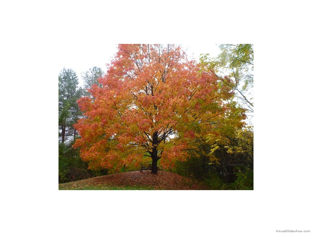 Cornell Plantations - Colourful Tree