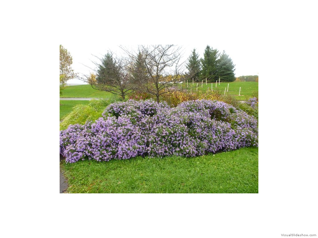 Cornell Plantations - Purple Shrub