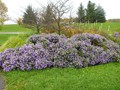 Cornell Plantations - Purple Shrub