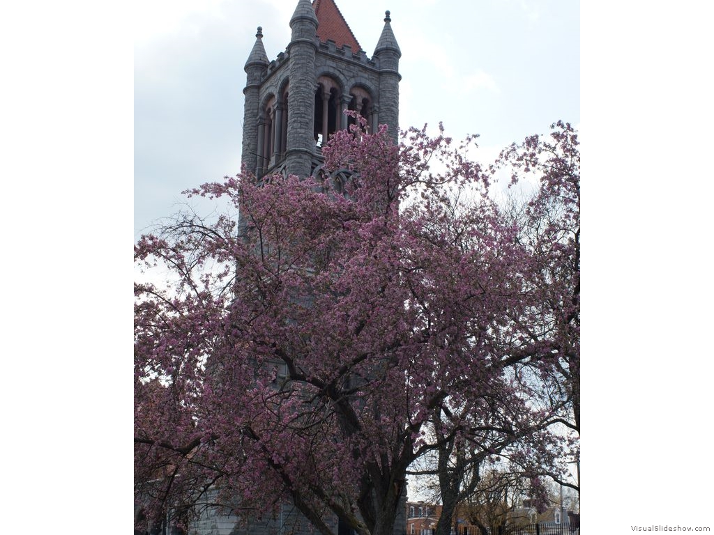 Allegheny Cemetery  12 - Beautiful Pink Flowering Tree