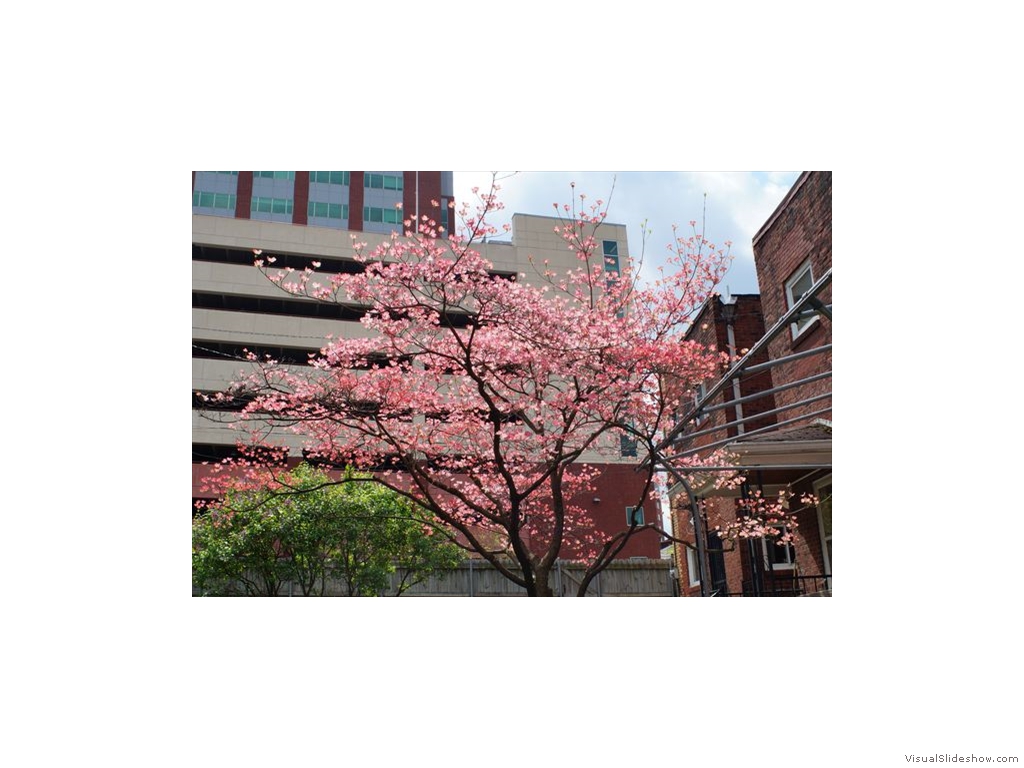 Beautiful Pink Tree by the Childrens Hospital