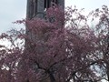 Allegheny Cemetery  12 - Beautiful Pink Flowering Tree