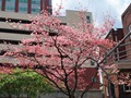 Beautiful Pink Tree by the Childrens Hospital