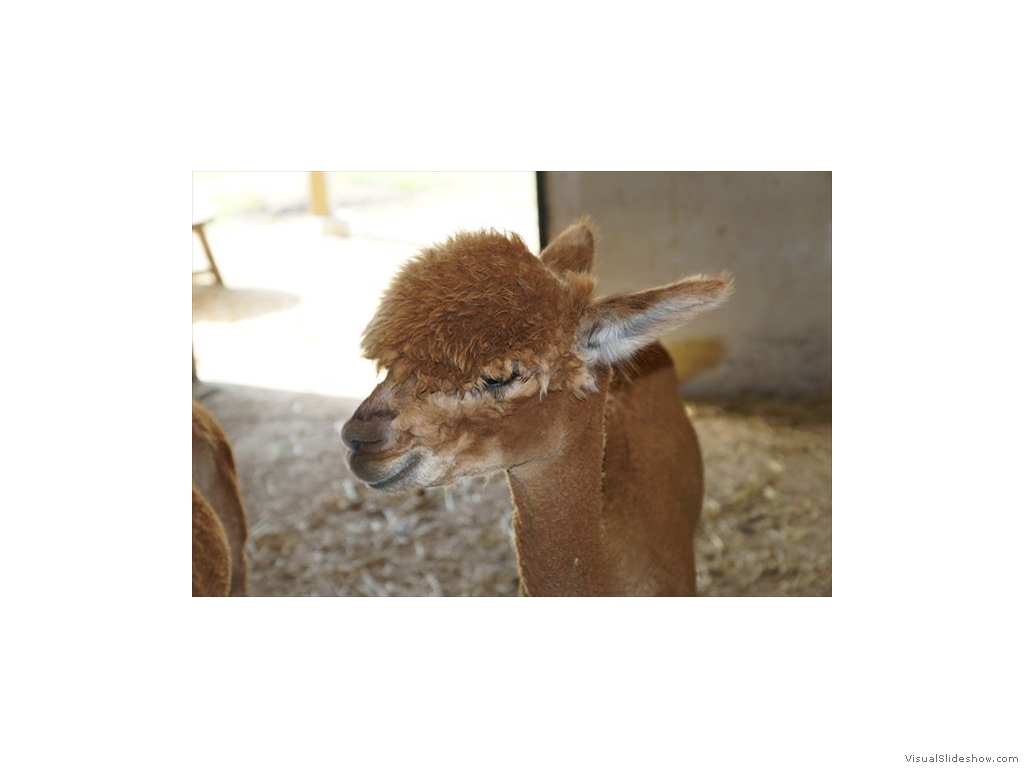 Alpacas 03