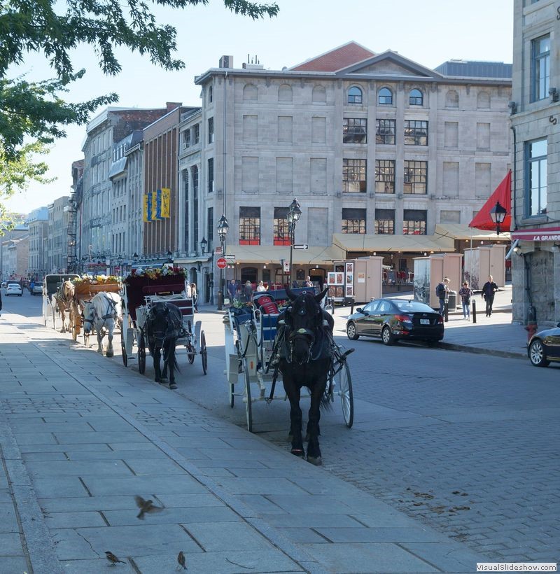 Horses with Carriages, Old Montreal