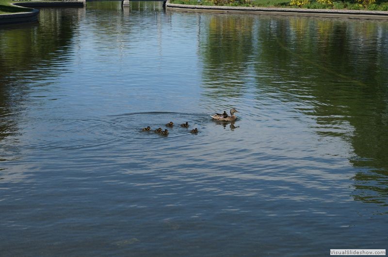 Lachine Canal Trail, Montreal 05 - Ducks in Pond