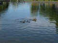 Lachine Canal Trail, Montreal 05 - Ducks in Pond